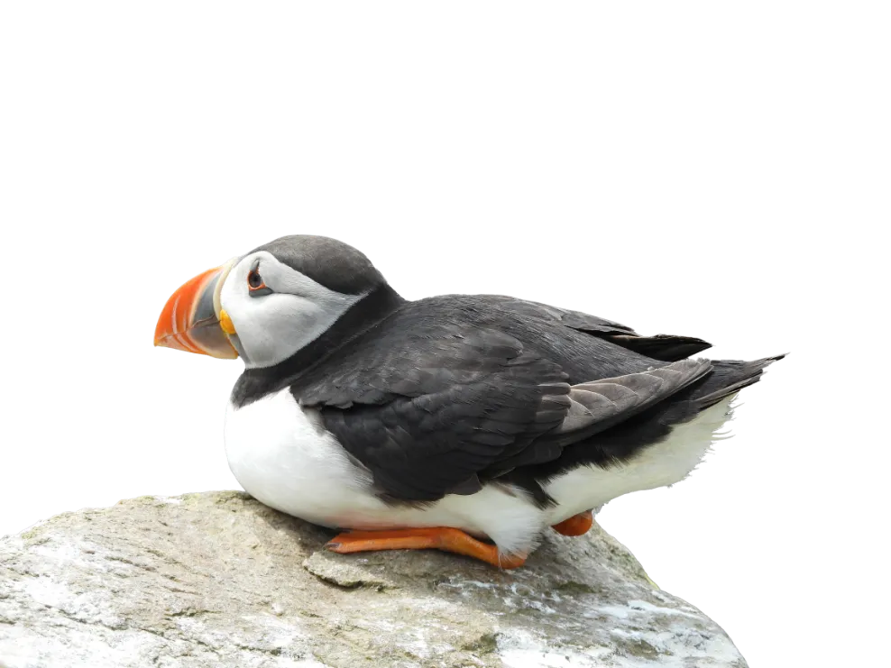 Atlantic puffin sitting on a rock, with a black back, white belly, and distinctive orange beak and feet.